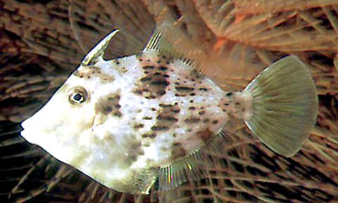 Stephanolepis diaspros_06.jpg